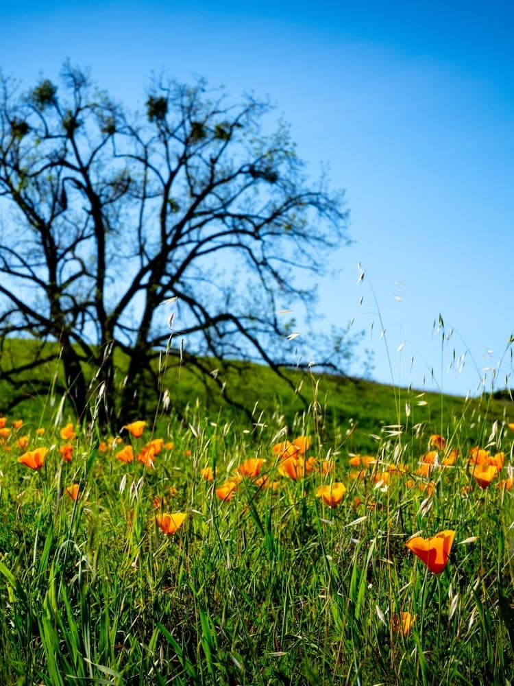 Poppy Field Serenity