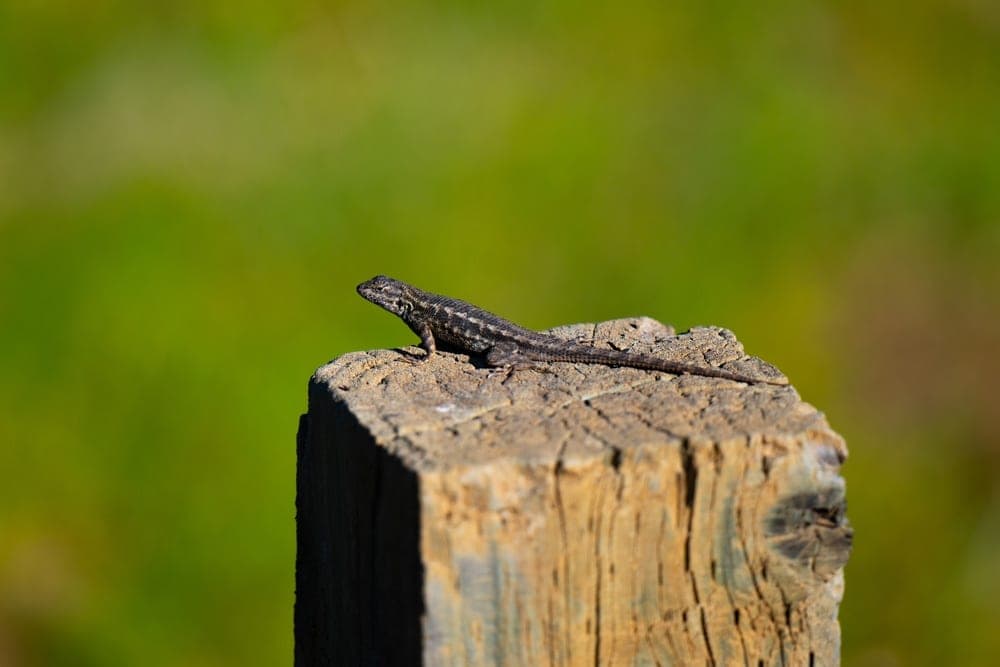 A small, dark lizard rests on a weathered wooden post in Saratoga, California, United States.