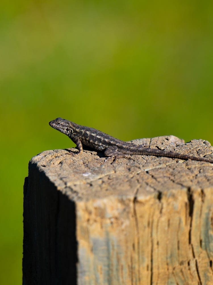 Post Watcher Lizard