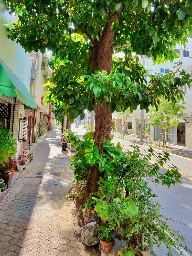 Okinawa Green Canopy